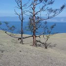 дерево